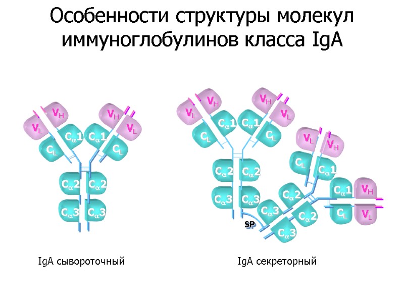 VL VH VH VL C3 C2 CL C1 CL C1 C2 C3 IgA сывороточный